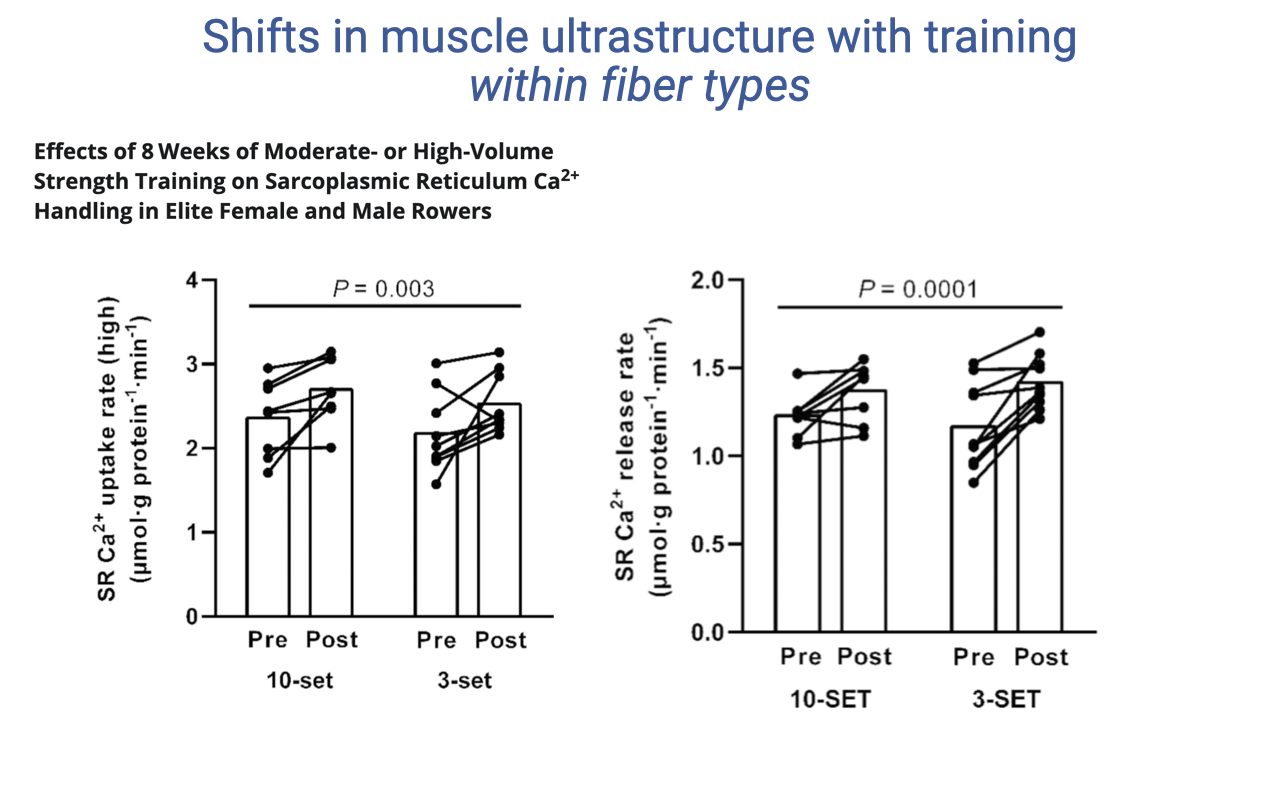 Slide titled "Shifts in muscle ultrastructure with training within fiber types" showing two bar plots (with individual data points) titled "Effects of 8 Weeks of Moderate- or High-Volume Strength Training on Sarcoplasmic Reticulum Ca²⁺ Handling in Elite Female and Male Rowers." Left plot: SR Ca²⁺ uptake rate (high) (μmol·g protein⁻¹·min⁻¹) before vs. after training, for 10-set and 3-set protocols (P = 0.003). Right plot: SR Ca²⁺ release rate before vs. after training for 10-SET and 3-SET (P = 0.0001). Both uptake and release rates increase post-training.