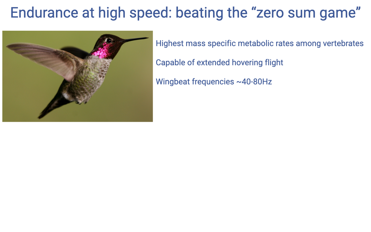 Slide titled "Endurance at high speed: beating the 'zero sum game'" with a photograph of a hovering hummingbird (Anna's hummingbird with a magenta gorget). Text on the right: highest mass-specific metabolic rates among vertebrates; capable of extended hovering flight; wingbeat frequencies ~40–80 Hz.
