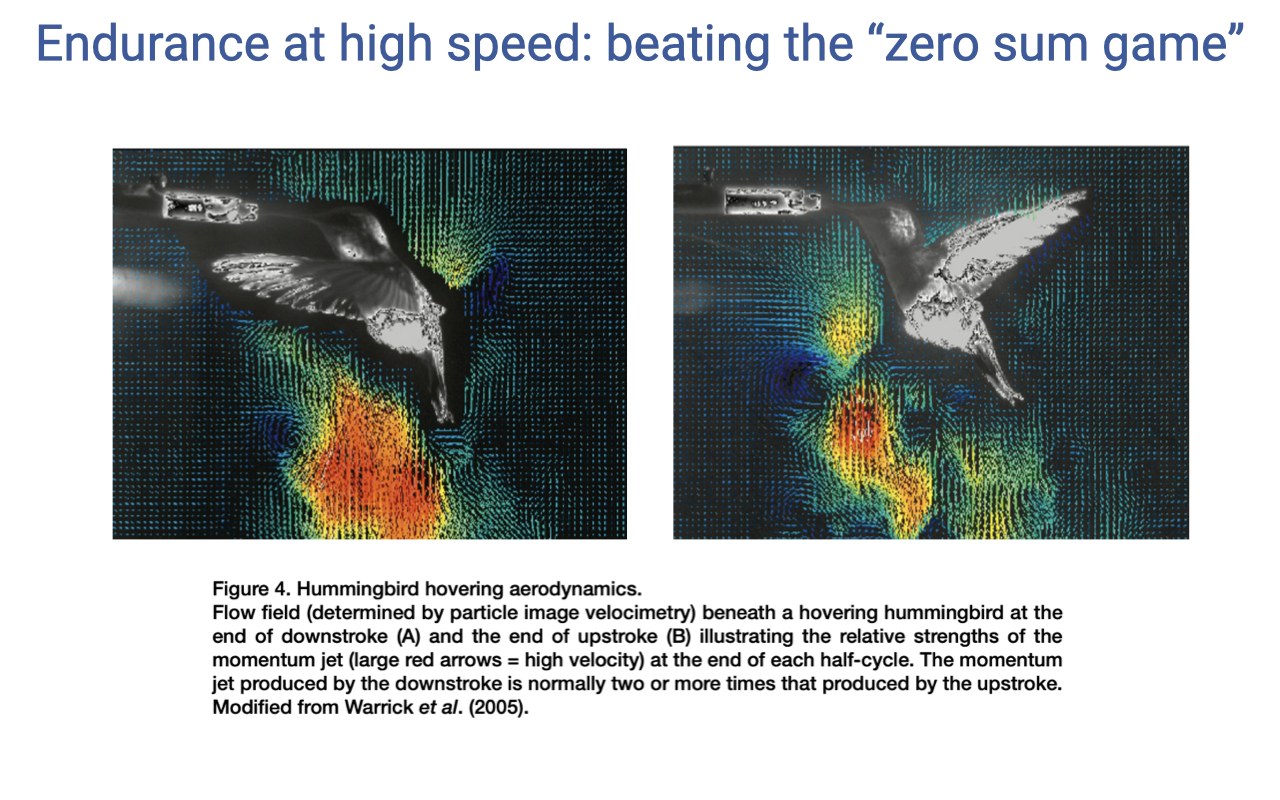 Slide titled "Endurance at high speed: beating the 'zero sum game'" with two flow-field visualization panels (Warrick et al. 2005) showing a hovering hummingbird at the end of the downstroke (left) and the end of the upstroke (right). Colored vorticity fields beneath the bird show downward momentum jets (red) generated during both halves of the wingbeat cycle, with the upstroke jet being smaller than the downstroke jet but still substantial. Caption notes: hummingbird hovering aerodynamics — flow field measured by particle image velocimetry; downstroke red arrows = high velocity; upstroke generates ~one-quarter to one-third of weight support, much more than other birds.