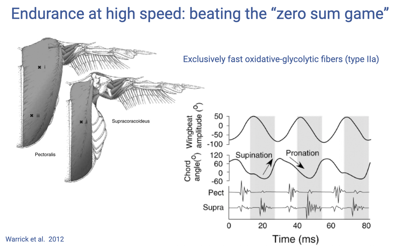 Slide titled "Endurance at high speed: beating the 'zero sum game'" with an anatomical drawing of a hummingbird showing the pectoralis (downstroke) and supracoracoideus (upstroke) flight muscles attached to the keeled sternum. Plots on the right (Warrick et al. 2012) show wingbeat amplitude and chord angle vs. time (0 to 80 ms) for one wingbeat cycle, with shaded regions indicating supination and pronation phases, and EMG traces from pectoralis (Pect) and supracoracoideus (Supra) showing alternating activation. Caption: exclusively fast oxidative-glycolytic fibers (type IIa).