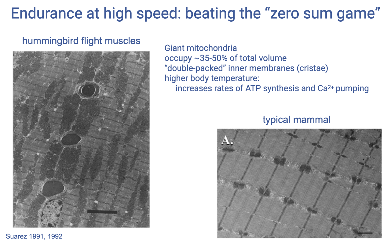 Slide titled "Endurance at high speed: beating the 'zero sum game'" with two TEM panels. Left (Suarez 1991, 1992): hummingbird flight muscle showing very large, densely packed mitochondria filling much of the field, with thin slivers of contractile protein in between. Right: typical mammalian skeletal muscle with much smaller, more sparsely distributed mitochondria. Text: giant mitochondria; occupy ~35–50% of total volume; "double-packed" inner membranes (cristae); higher body temperature increases rates of ATP synthesis and Ca²⁺ pumping.