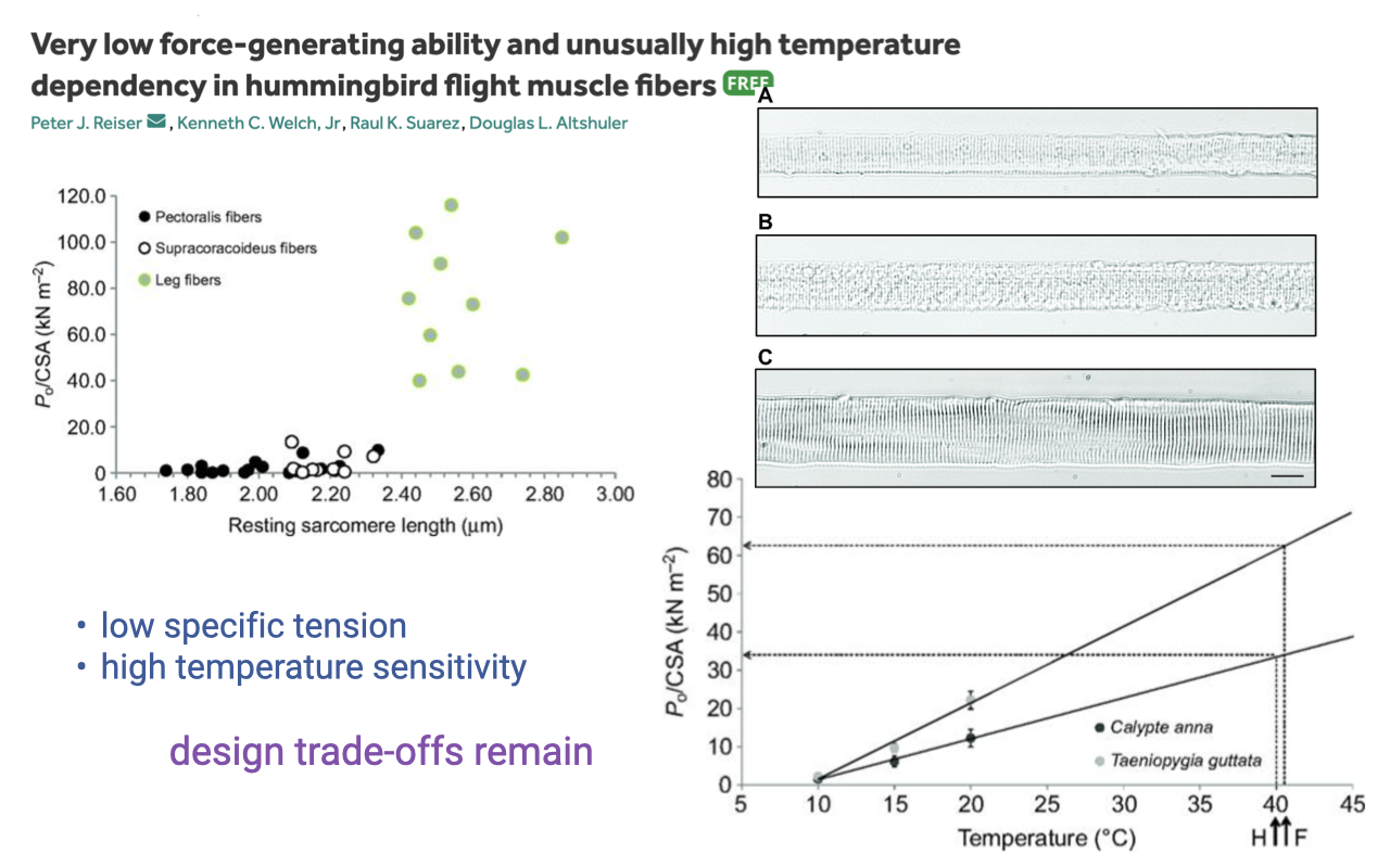 Slide titled "Very low force-generating ability and unusually high temperature dependency in hummingbird flight muscle fibers" (Reiser et al.). Top: scatter plots comparing pectoralis and supracoracoideus fibers vs. leg fibers — left shows P (force, kN m⁻²) as a function of resting sarcomere length (~1.80 to 2.05 µm); flight fibers have markedly lower force per area. Right: data showing that flight muscle force per area falls steeply with decreasing temperature compared to other fibers. Bottom: P (kN m⁻²) vs. temperature (°C) for cardiac and trapezoidal muscle, with hummingbird flight fibers requiring high temperature for normal force. Bullets: low specific tension; high temperature sensitivity; design trade-offs remain.