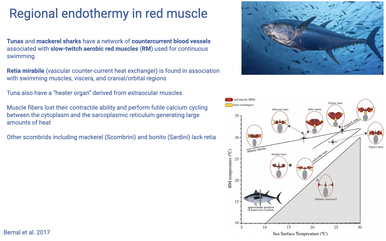 Slide titled "Regional endothermy in red muscle" with an underwater photograph of a tuna and an anatomical/phylogenetic figure (Bernal et al. 2017) showing scombrid fishes (mackerel, bonito, tuna) and their distribution of red and white muscle. A schematic illustrates the rete mirabile (vascular countercurrent heat exchanger) coupled to the red (slow-twitch aerobic) muscle blocks. A plot of red muscle temperature vs. sea surface temperature shows that tunas and mackerel sharks maintain elevated red muscle temperature above ambient. Bullets: tunas and mackerel sharks have a countercurrent blood vessels associated with slow-twitch aerobic red muscles for continuous swimming; rete mirabile (vascular countercurrent heat exchanger) found in association with swimming muscles, viscera, and cranial/orbital regions; tuna also have a "heater organ" derived from extraocular muscles; muscle fibers lost their contractile ability and perform futile calcium cycling between cytoplasm and SR generating large amounts of heat; other scombrids (mackerel-Scombrini, bonito-Sardini) lack rete.