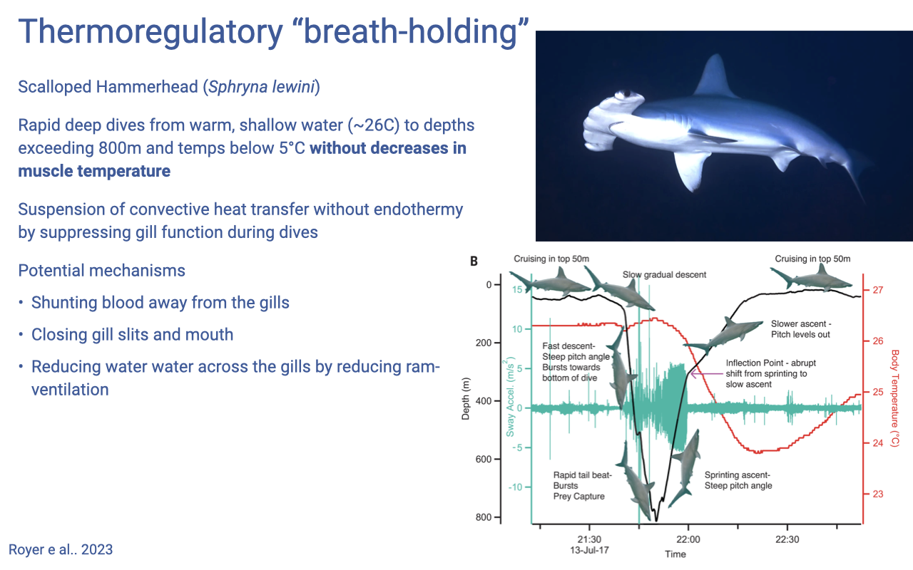 Slide titled "Thermoregulatory 'breath-holding'" with a photograph of a scalloped hammerhead shark and a multi-panel figure (Royer et al. 2023) showing dive depth (m) vs. time, ambient water temperature (°C), and shark muscle temperature for a deep dive. As the hammerhead descends from warm surface waters to cold (~5°C) depths, muscle temperature decreases dramatically. Bullet points: scalloped hammerhead (Sphyrna lewini); rapid deep dives from warm shallow water (~26°C) to depths exceeding 800 m and temps below 5°C, with muscle temperature decreases noted; suspension of convective heat transfer without endothermy by suppressing gill function during dive; potential mechanisms — shunting blood away from the gills, closing gill slits and mouth, reducing water flow across the gills by reducing ram-ventilation.