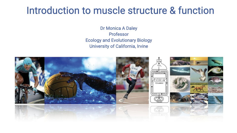 Title slide for "Introduction to muscle structure & function" by Dr. Monica A. Daley, Professor, Ecology and Evolutionary Biology, University of California, Irvine. Background collage shows diverse animals and humans exercising: a cyclist, water polo ball, sea turtle, a runner figure, fish, and other athletes.