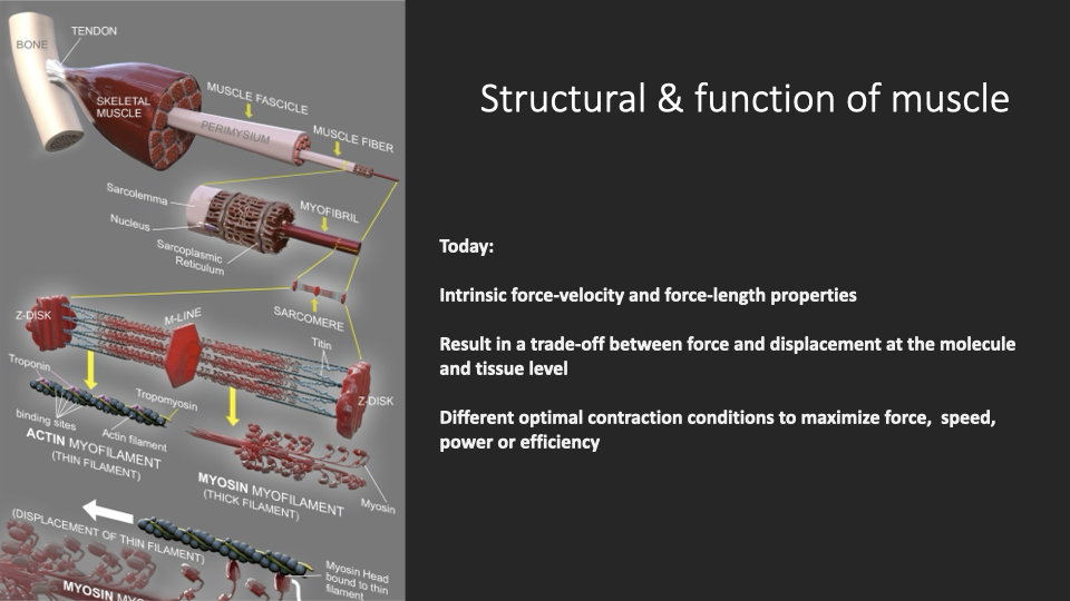 Slide titled "Structural & function of muscle" with the now-familiar hierarchical diagram of skeletal muscle on the left (whole muscle → fascicle → muscle fiber → myofibril → sarcomere → actin and myosin filaments). Text on the right: today: intrinsic force-velocity and force-length properties; result in a trade-off between force and displacement at the molecule and tissue level; different optimal contraction conditions to maximize force, speed, power or efficiency.