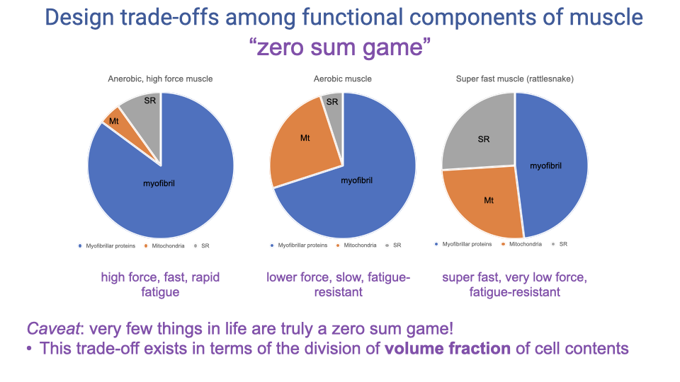 Slide titled "Design trade-offs among functional components of muscle — 'zero sum game'" with three pie charts showing volume fractions for myofibrillar proteins (blue), mitochondria (Mt, orange), and SR (gray). Left: anaerobic high-force muscle (~85% myofibrils, ~5% Mt, ~10% SR), labeled "high force, fast, rapid fatigue". Middle: aerobic muscle (~70% myofibrils, ~25% Mt, ~5% SR), labeled "lower force, slow, fatigue-resistant". Right: super fast muscle (rattlesnake) (~50% myofibrils, ~20% Mt, ~30% SR), labeled "super fast, very low force, fatigue-resistant". Below: Caveat: very few things in life are truly a zero sum game! This trade-off exists in terms of the division of volume fraction of cell contents.
