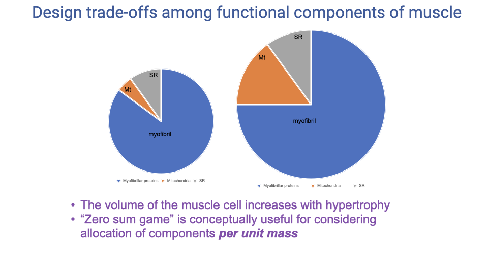 Slide titled "Design trade-offs among functional components of muscle" with two pie charts at different sizes — a small pie on the left (typical untrained muscle cell) and a larger pie on the right (hypertrophied muscle cell), both showing the same myofibril/Mt/SR proportions but different absolute volumes. Bullet points: the volume of the muscle cell increases with hypertrophy; "zero sum game" is conceptually useful for considering allocation of components per unit mass.