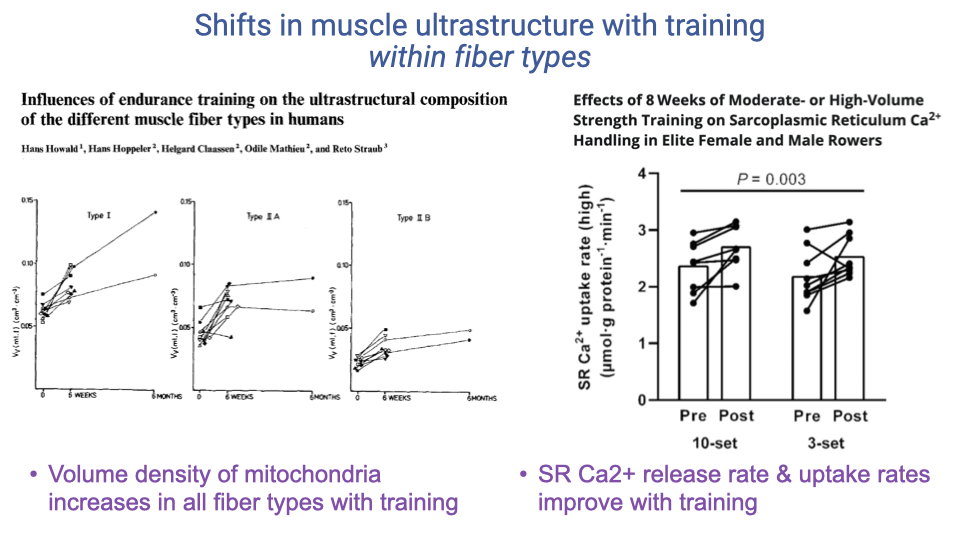 Slide titled "Shifts in muscle ultrastructure with training within fiber types" with two figures: left shows volume density of mitochondria across type I, type IIA, and type IIB fibers before and after 6 weeks and 6 months of endurance training; right shows SR Ca²⁺ uptake rate for two strength training protocols (10-set vs 3-set) with significant pre/post increases (P = 0.003). Bullets: volume density of mitochondria increases in all fiber types with training; SR Ca²⁺ release rate & uptake rates improve with training.