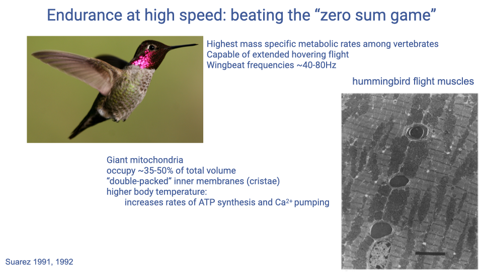 Slide titled "Endurance at high speed: beating the 'zero sum game'" with a photograph of a hovering Anna's hummingbird on the left and TEM micrograph of hummingbird flight muscles on the right (Suarez 1991, 1992). Text: highest mass-specific metabolic rates among vertebrates; capable of extended hovering flight; wingbeat frequencies ~40–80 Hz; giant mitochondria, occupy ~35–50% of total volume; "double-packed" inner membranes (cristae); higher body temperature increases rates of ATP synthesis and Ca²⁺ pumping.