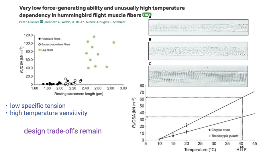 Slide titled "Very low force-generating ability and unusually high temperature dependency in hummingbird flight muscle fibers" (Reiser et al.). Top-left scatterplot: P/CSA (force per cross-sectional area, kN m⁻²) vs resting sarcomere length (1.60 to 3.00 µm), with pectoralis fibers, supracoracoideus fibers, and leg fibers; flight muscle fibers (green-yellow points) cluster at low P/CSA values. Right panels show micrographs of fibers. Bottom plot: P/CSA vs temperature (°C) for Calypte anna and Taeniopygia guttata fibers, with extrapolations to body temperature; hummingbird shows steeper temperature dependence. Text annotations: low specific tension, high temperature sensitivity, design trade-offs remain.