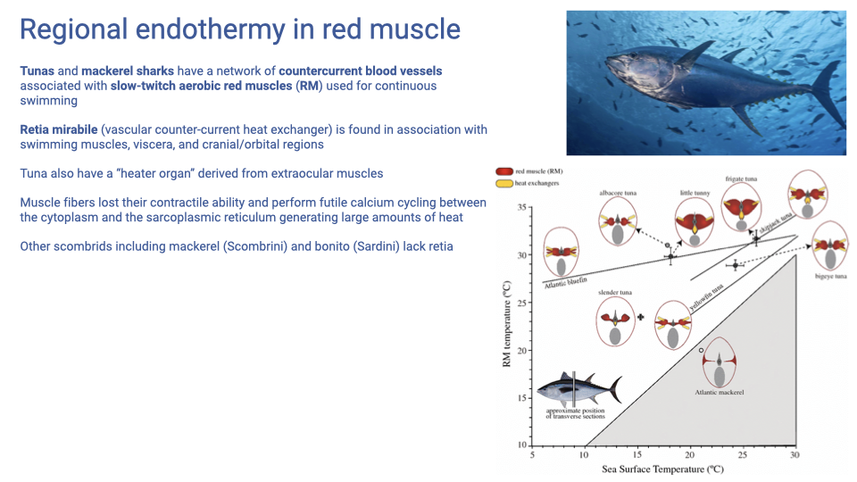 Slide titled "Regional endothermy in red muscle" with an underwater photograph of a tuna and a phylogenetic/temperature plot (Bernal et al. 2017) showing red muscle temperature (RM) vs sea surface temperature for various scombrid fishes (tuna, mackerel, bonito) and lamnid sharks. Text: tunas and mackerel sharks have a network of countercurrent blood vessels associated with slow-twitch aerobic red muscles used for continuous swimming; rete mirabile (vascular countercurrent heat exchanger) is found in association with swimming muscles, viscera, and cranial/orbital regions; tuna also have a "heater organ" derived from extraocular muscles; muscle fibers lost their contractile ability and perform futile calcium cycling between the cytoplasm and the sarcoplasmic reticulum generating large amounts of heat; other scombrids including mackerel (Scombrini) and bonito (Sardini) lack retia.