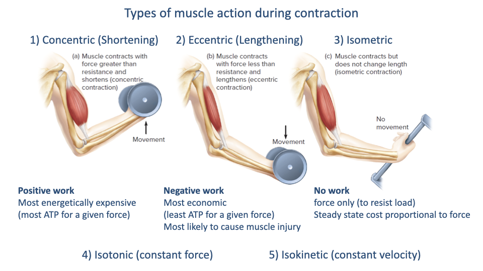Slide titled "Types of muscle action during contraction" with three labeled cartoon panels showing a person performing a biceps curl with a dumbbell. (1) Concentric (Shortening): muscle contracts with force greater than resistance and shortens — labeled "Positive work," most energetically expensive (most ATP for a given force). (2) Eccentric (Lengthening): muscle contracts with force less than resistance and lengthens — labeled "Negative work," most economic (least ATP for a given force), most likely to cause muscle injury. (3) Isometric: muscle contracts but does not change length — labeled "No work," force only (to resist load), steady-state cost proportional to force. Below: 4) Isotonic (constant force) and 5) Isokinetic (constant velocity).