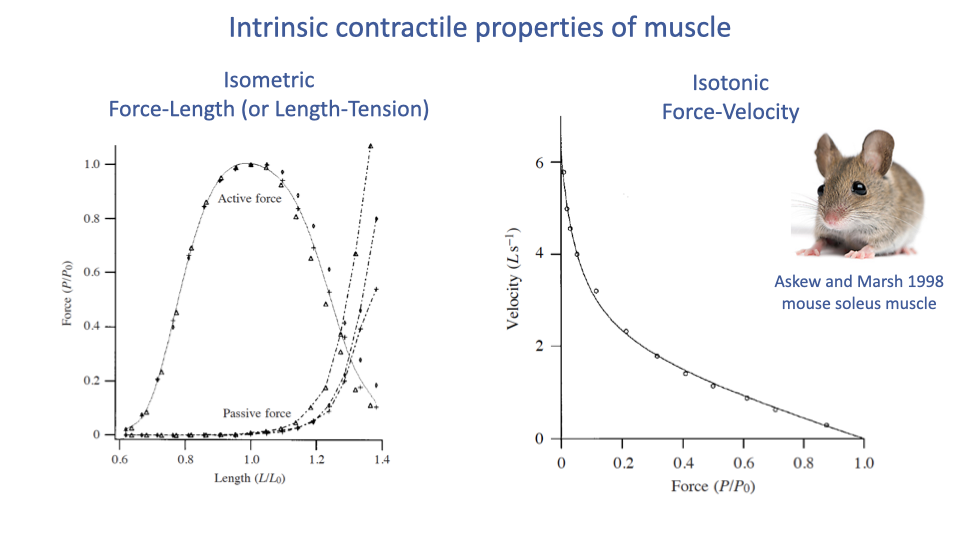 Slide titled "Intrinsic contractile properties of muscle" with two side-by-side plots from Askew and Marsh 1998 mouse soleus muscle. Left: "Isometric Force-Length (or Length-Tension)" — Force (P/P₀) on y-axis vs. Length (L/L₀) on x-axis (0.6 to 1.4); a parabolic active force curve peaks at L/L₀ = 1.0, and a separate exponential passive force curve rises sharply at long lengths. Right: "Isotonic Force-Velocity" — Velocity (L s⁻¹) on y-axis vs. Force (P/P₀) on x-axis (0 to 1.0); hyperbolic curve from V_max ≈ 6 at zero force down to 0 at F_max. A photograph of a mouse appears at top right.