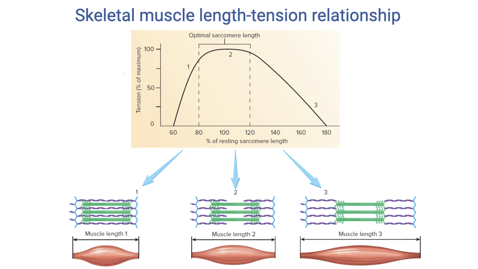 Slide titled "Skeletal muscle length-tension relationship" with a textbook curve showing tension (% of maximum, y-axis) vs % of resting sarcomere length (x-axis, 60 to 180). The curve rises from zero at 60% length, reaches an "optimal sarcomere length" plateau between roughly 80% and 120% (~100% tension), and falls to zero again at 180%. Labels 1, 2, 3 mark short, optimal, and long sarcomere lengths. Below the graph are three sarcomere schematics: (1) short, with thick and thin filaments overlapping each other and crowding the Z-discs (interference); (2) optimal, with maximal cross-bridge overlap; (3) long, with little actin–myosin overlap. Below each is a cartoon of the corresponding whole muscle length (short, mid, long).