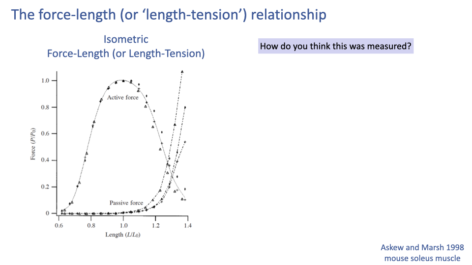 Slide titled "The force-length (or 'length-tension') relationship" showing the same Askew and Marsh 1998 mouse soleus active force / passive force plot on the left, with a question prompt on the right: "How do you think this was measured?"