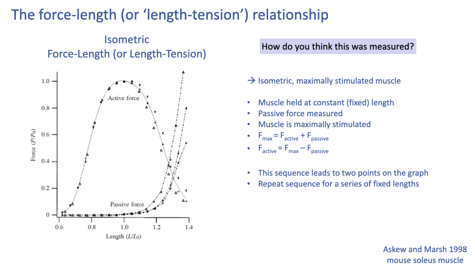 Slide titled "The force-length (or 'length-tension') relationship" showing the Askew and Marsh 1998 mouse soleus active/passive curves with a numbered protocol on the right. Arrow: "→ Isometric, maximally stimulated muscle". Bullet protocol steps: muscle held at constant (fixed) length; passive force measured; muscle is maximally stimulated; F_max = F_active + F_passive; F_active = F_max - F_passive; this sequence leads to two points on the graph; repeat sequence for a series of fixed lengths.
