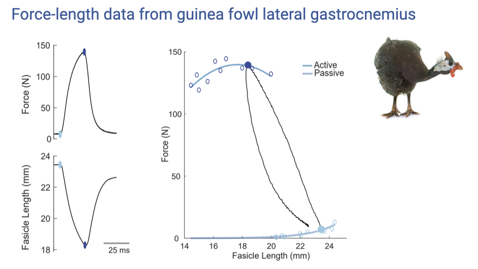 Slide titled "Force-length data from guinea fowl lateral gastrocnemius" with three panels and a photo of a guinea fowl. Top-left: Force (N, 0–150) vs. time trace from a single trial showing isometric force rising and then falling. Bottom-left: simultaneous fascicle length (mm, 18–24) trace showing the fascicle shortening during the contraction (because the tendon stretches). Right: full F-L plot with active force (blue curve, peak ~140 N at fascicle length ~18 mm) and passive force (dashed line, rising at long lengths); the data points (open circles) trace out the active curve; a single trial contributes one circle. The continuous black trajectory traces the loop of a single contraction.