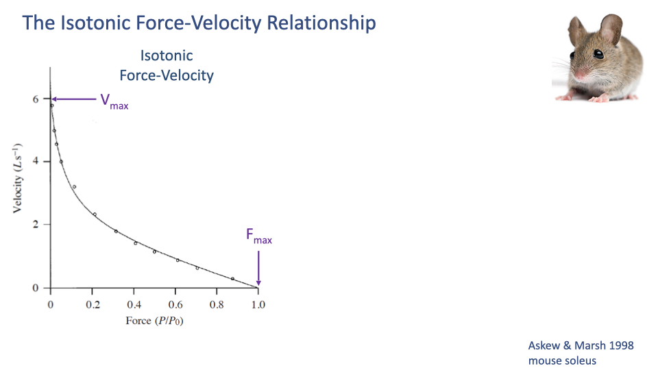 Slide titled "The Isotonic Force-Velocity Relationship" with the same Askew & Marsh 1998 mouse soleus F-V curve on the left, with V_max labeled on the y-axis (Velocity ≈ 6 L s⁻¹ at zero force) and F_max labeled on the x-axis (Force = 1.0 P/P₀ at zero velocity). A photograph of a mouse is at top right.