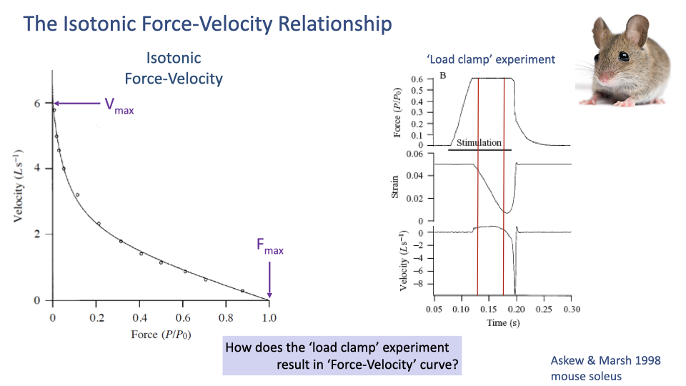Slide titled "The Isotonic Force-Velocity Relationship" with the same F-V curve on the left and a "Load clamp experiment" inset on the right. The load clamp inset shows three time-aligned traces from a single trial: top — force (P/P₀, 0–0.6) clamped to ~0.6 between two red vertical lines during electrical stimulation (horizontal black bar); middle — strain trace showing the muscle shortening once the clamp force is reached; bottom — velocity (L s⁻¹) computed from the strain derivative, showing a steady-state shortening velocity of approximately 0–0.5 L s⁻¹ during the clamp window. Question: "How does the 'load clamp' experiment result in 'Force-Velocity' curve?"