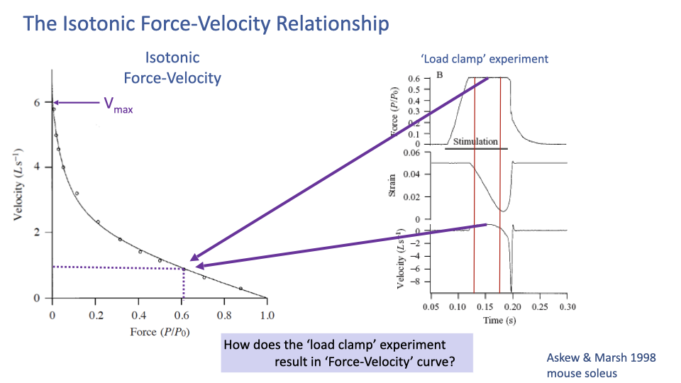 Slide titled "The Isotonic Force-Velocity Relationship" showing the same F-V curve and load clamp inset; arrows now connect the force trace value (~0.6 P/P₀, top of inset) and the steady-state velocity value (~1 L s⁻¹, bottom of inset) to the corresponding point on the F-V curve at force ≈ 0.6, velocity ≈ 1 L s⁻¹.