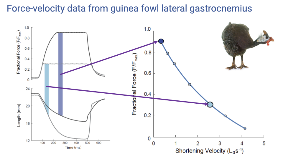 Slide titled "Force-velocity data from guinea fowl lateral gastrocnemius" with traces on the left and a F-V plot on the right. Left panels: top — fractional force (F/F_max) traces from two trials, one clamped at ~0.9 F_max (dark blue shaded window) and one at ~0.3 F_max (light blue shaded window); bottom — corresponding length (mm, 12–24) traces showing slow shortening at the high-force trial and fast shortening at the low-force trial. Right: F/F_max vs. shortening velocity (L₀ s⁻¹, 0–5); the dark blue point (high force, slow velocity) and the light blue point (lower force, faster velocity) are highlighted on the curve, which falls from F/F_max ≈ 0.9 at low velocity to ≈ 0.1 at high velocity.