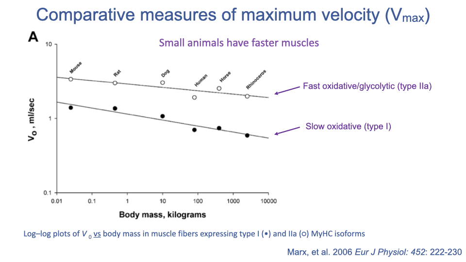 Slide titled "Comparative measures of maximum velocity (V_max)" with a log-log plot of V_0 (mL s⁻¹) vs. body mass (kg, 0.01 to 10000) for several mammals (mouse, rat, dog, human, horse, rhinoceros). Two regression lines are shown: an upper line for fast oxidative/glycolytic (type IIa) fibers (open circles) and a lower line for slow oxidative (type I) fibers (filled circles). Both have negative slopes — small animals have faster muscles. Annotation: "Small animals have faster muscles". Citation: Marx et al. 2006, Eur J Physiol.