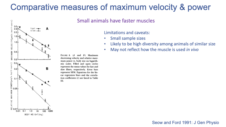 Slide titled "Comparative measures of maximum velocity & power" with two plots from Seow and Ford 1991. Top plot (A): maximum shortening velocity vs body weight (kg, 0.01–1000) on log-log scales for fast (filled symbols) and slow (open symbols) fibers, showing a negative scaling. Bottom plot (B): relative maximum power vs body weight on log-log scales, also showing negative scaling for both fast and slow fibers. Annotations: "Small animals have faster muscles"; limitations and caveats: small sample sizes; likely to be high diversity among animals of similar size; may not reflect how the muscle is used in vivo.