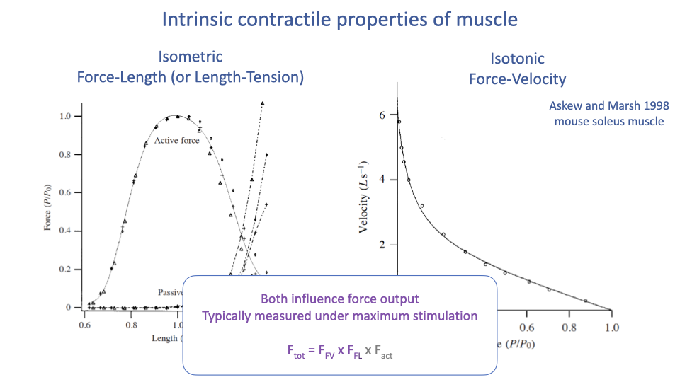 Slide titled "Intrinsic contractile properties of muscle" showing the F-L curve and F-V curve side by side again, with a callout box in the middle: "Both influence force output. Typically measured under maximum stimulation. F_tot = F_FV × F_FL × F_act."