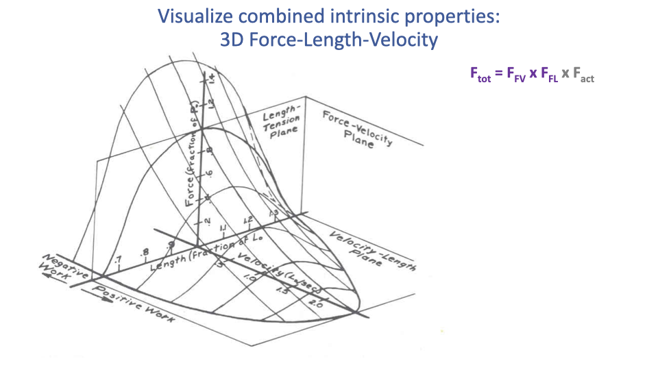Slide titled "Visualize combined intrinsic properties: 3D Force-Length-Velocity" with a 3D wireframe surface plot. Three orthogonal planes are labeled: Length-Tension Plane (parabolic curve), Force-Velocity Plane (hyperbolic curve), and Velocity-Length Plane. The surface combines the parabolic F-L shape and the hyperbolic F-V shape into a 3D ridge — at high velocities, the maximum force is much lower; at intermediate length, force is highest; the surface peaks at optimal length and zero velocity. Equation: F_tot = F_FV × F_FL × F_act.