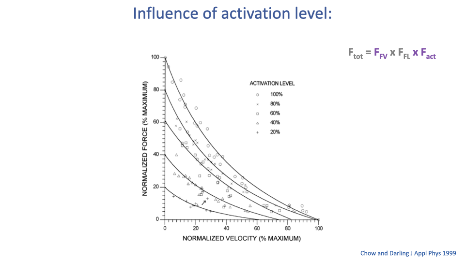 Slide titled "Influence of activation level" with a plot from Chow and Darling 1999 showing normalized force (% maximum, y-axis 0–100) vs normalized velocity (% maximum, x-axis 0–100) for five activation levels: 100%, 80%, 60%, 40%, 20%. Each level produces a hyperbolic F-V curve, with progressively lower curves at lower activation levels. Equation at top: F_tot = F_FV × F_FL × F_act, with F_act emphasized in pink/magenta.