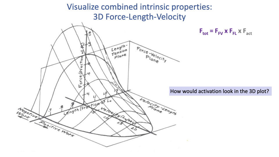 Slide titled "Visualize combined intrinsic properties: 3D Force-Length-Velocity" — the same 3D surface as Slide 23, with a side-prompt "How would activation look in the 3D plot?"