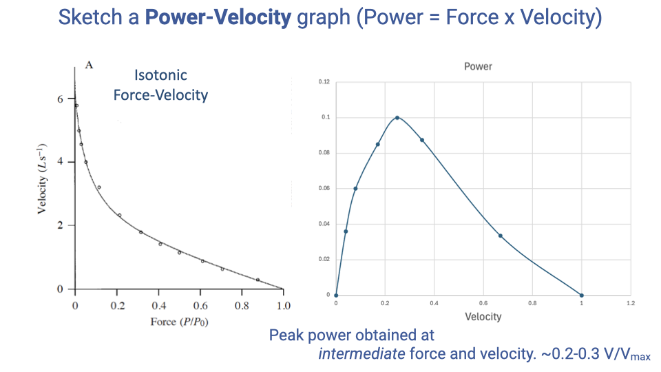 Slide titled "Sketch a Power-Velocity graph (Power = Force × Velocity)" with two side-by-side plots. Left: the same isotonic F-V curve (Velocity vs Force). Right: the Power-Velocity curve constructed by multiplying force × velocity at each point — power rises from zero at very low velocity, peaks at intermediate velocity (~0.25), and falls back to zero at V_max. Annotation: "Peak power obtained at intermediate force and velocity. ~0.2-0.3 V/V_max".