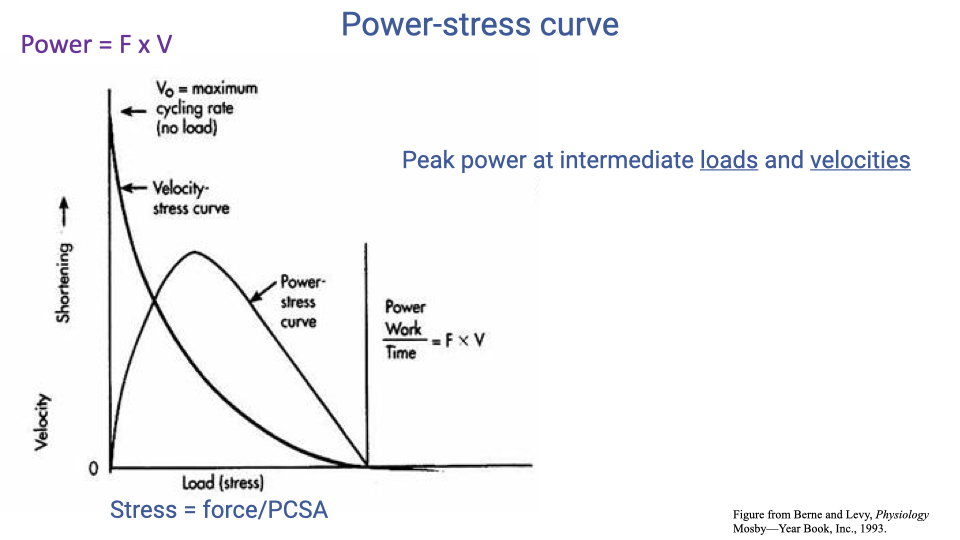 Slide titled "Power-stress curve" with a plot from Berne and Levy Physiology adapted from Mosby. Y-axis on the left labeled "Shortening" and "Velocity"; x-axis labeled "Load (stress)". Two curves: a "Velocity-stress curve" descending from V_0 (maximum cycling rate, no load) at the top-left down to zero at maximum stress; and a "Power-stress curve" rising from zero at no load, peaking at intermediate load, and falling to zero at maximum stress. Annotations: V_0 = maximum cycling rate (no load); peak power at intermediate loads and velocities; equation Power = Work/Time = F × V; "Stress = force/PCSA"; "Power = F × V".