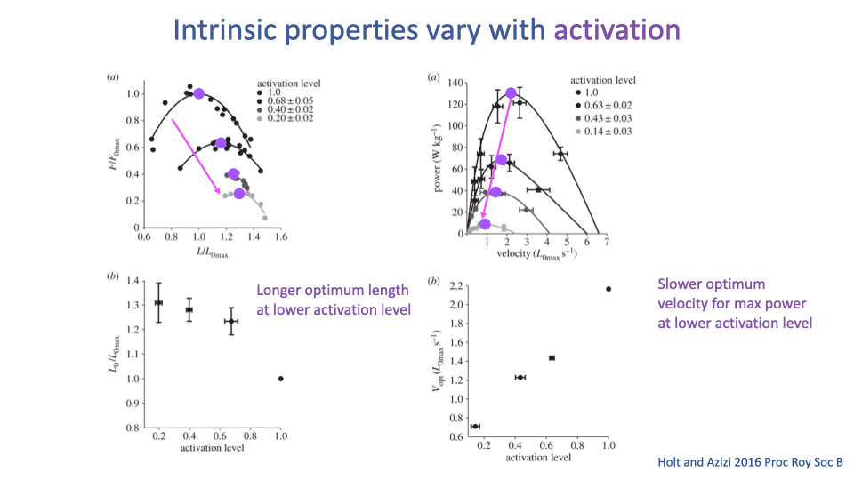 Slide titled "Intrinsic properties vary with activation" with four panels from Holt and Azizi 2016 Proc Roy Soc B. Top-left (a): F/F_0max vs L/L_0max for activation levels 1.0, 0.68, 0.40, 0.20 — F-L curves shrink and shift to longer L_0 at lower activation. Top-right (a): power (W kg⁻¹) vs velocity (L_0max s⁻¹) for the same activation levels — peak power and optimum velocity both decline with activation. Bottom-left (b): L_0/L_0max vs activation level — optimum length increases at lower activation, from 1.0 down to ~1.3. Bottom-right (b): V_opt (L_0max s⁻¹) vs activation level — optimum velocity for max power decreases at lower activation. Annotations: "Longer optimum length at lower activation level"; "Slower optimum velocity for max power at lower activation level".
