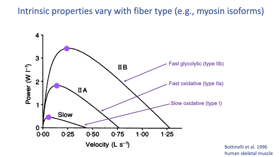 Slide titled "Intrinsic properties vary with fiber type (e.g., myosin isoforms)" with a Power vs. Velocity (L s⁻¹, 0.00 to 1.25) plot from Bottinelli et al. 1996 of human skeletal muscle. Three curves are shown for three fiber types: type IIB (fast glycolytic) — highest peak power (~3.5 W L⁻¹) at velocity ~0.25 L s⁻¹; type IIA (fast oxidative) — peak power ~2 W L⁻¹ at velocity ~0.15 L s⁻¹; slow (type I, slow oxidative) — peak power ~0.5 W L⁻¹ at velocity ~0.05 L s⁻¹. Magenta dots mark each curve's peak. Color labels at right: fast glycolytic (type IIb), fast oxidative (type IIa), slow oxidative (type I).