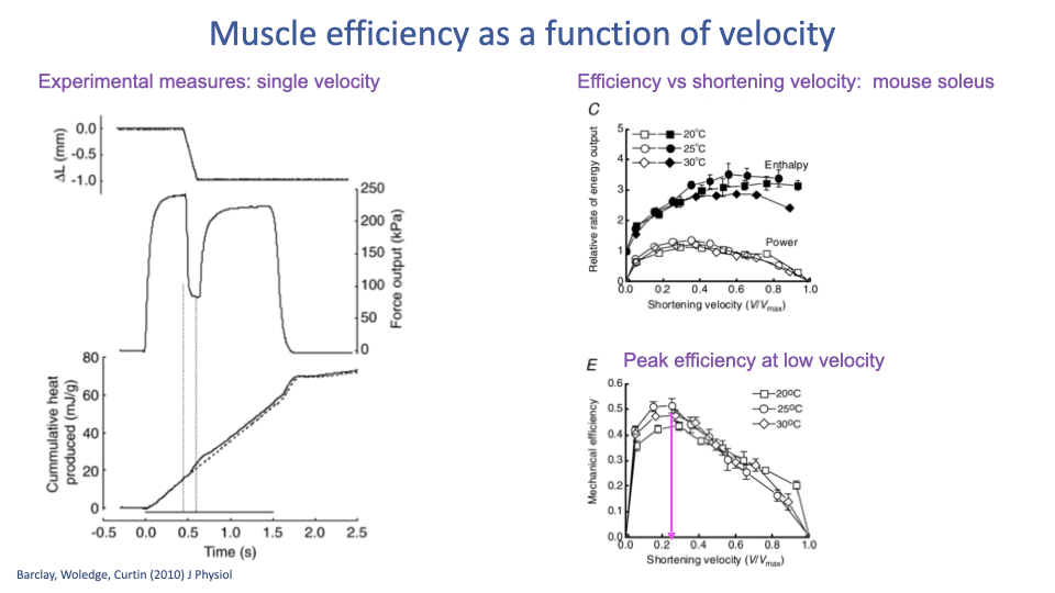 Slide titled "Muscle efficiency as a function of velocity" with three panels. Left: experimental traces from Barclay, Woledge, Curtin (2010) J Physiol — top: ΔL (mm), middle: force output (kPa), bottom: cumulative heat produced (mJ/g) over time in a single trial; efficiency calculated from work done vs. heat + work. Top-right (C): relative rate of energy output (enthalpy and power) vs shortening velocity (V/V_max) at 20°C, 25°C, and 30°C — both enthalpy and power increase with velocity but plateau or decline at high velocity. Bottom-right (E): mechanical efficiency vs shortening velocity at the same three temperatures, with a magenta arrow showing peak efficiency at low velocity (~0.2 V/V_max) — annotated "Peak efficiency at low velocity".