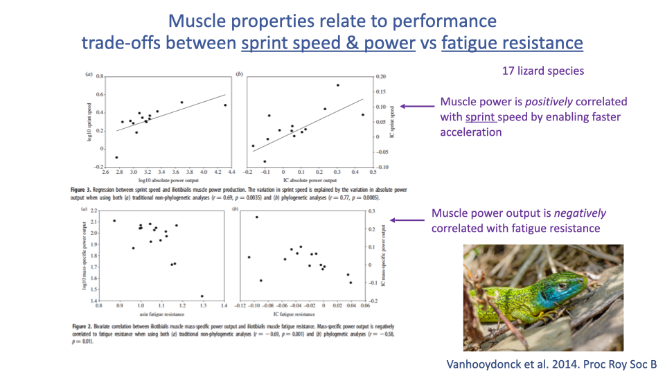 Slide titled "Muscle properties relate to performance trade-offs between sprint speed & power vs fatigue resistance" with two scatterplots from Vanhooydonck et al. 2014 Proc Roy Soc B comparing 17 lizard species. Top: log-transformed mass-specific muscle power vs sprint speed — positive correlation (annotation: "Muscle power is positively correlated with sprint speed by enabling faster acceleration"). Bottom: log mass-specific muscle power vs fatigue resistance — negative correlation (annotation: "Muscle power output is negatively correlated with fatigue resistance"). A photo of a lizard appears at lower right.
