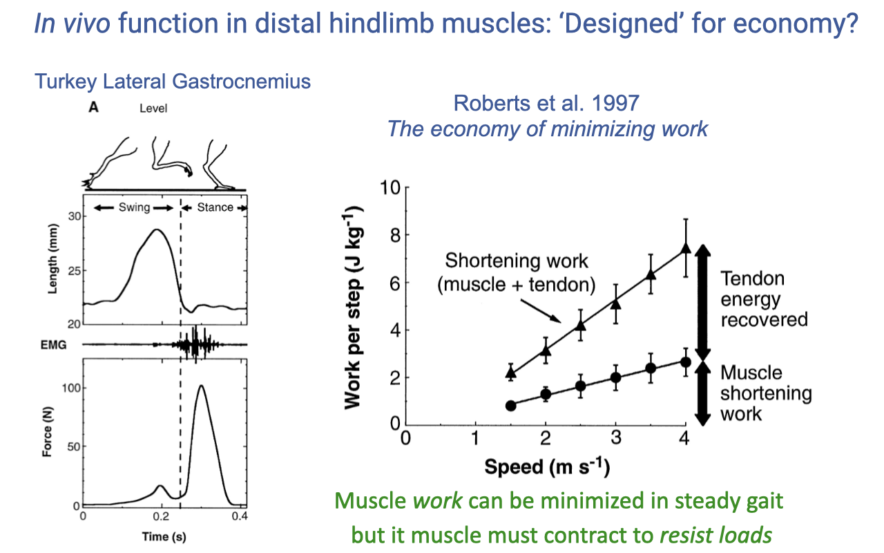 Slide titled "In vivo function in distal hindlimb muscles: 'Designed' for economy?" Left panel: figure from Roberts et al. 1997 showing a turkey lateral gastrocnemius during level running, with three stacked time traces over a stride cycle — top trace is muscle length (mm) showing a small increase during swing and near-isometric behavior during stance; middle trace is the EMG burst that turns on just before the stance phase; bottom trace is muscle force (N) showing a peak during stance. Right panel: a scatter plot from the same paper — work per step (J kg⁻¹) on the y-axis from 0 to 10, vs. running speed (m s⁻¹) on the x-axis from 0 to 4. Two curves: an upper triangles-and-line curve labeled "Shortening work (muscle + tendon)" and a lower circles-and-line curve labeled "Muscle shortening work." A vertical double-headed arrow labeled "Tendon energy recovered" marks the gap between the two curves at the highest speed; another double-headed arrow labeled "Muscle shortening work" marks the lower curve. Bottom caption in green: "Muscle work can be minimized in steady gait but it muscle must contract to resist loads."
