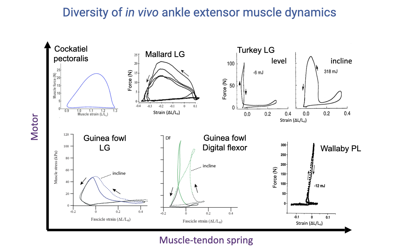 Slide titled "Diversity of in vivo ankle extensor muscle dynamics" with a 2D conceptual axis: vertical axis labeled "Motor" (top to bottom), horizontal axis labeled "Muscle-tendon spring" (left to right). Six small work-loop subpanels are arranged in a roughly L-shaped layout. Top-left ("Motor" extreme): Cockatiel pectoralis — large open positive work loop, muscle force (N) vs muscle strain (L/L₀). Top-middle: Mallard LG — broad positive work loop, force (N) vs strain (ΔL/L₀). Top-right: Turkey LG level — narrow vertical "L-shape" loop with annotation "−6 mJ", and Turkey LG incline — shifted-open shape with annotation "318 mJ" indicating substantial positive work on the incline. Bottom-left: Guinea fowl LG with two stacked loops, level (solid) and incline (dashed) — both show positive work, with incline loop slightly larger. Bottom-middle: Guinea fowl Digital flexor — narrow loop with negative work, "DF" labeled, level and incline curves; arrow indicates net negative (energy absorbing). Bottom-right ("Spring" extreme): Wallaby PL — extremely narrow vertical line with annotation "−12 mJ", almost pure spring-like cycling.
