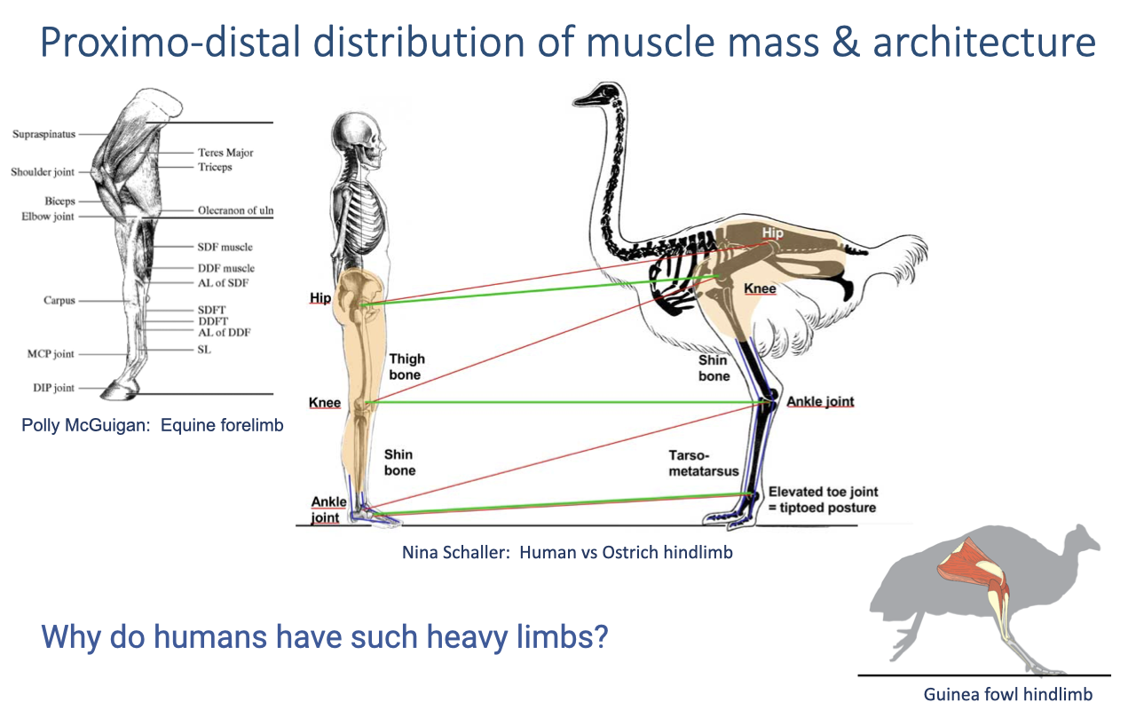 Slide titled "Proximo-distal distribution of muscle mass and architecture" with three side-by-side anatomical figures on a white background. Left: a labeled line drawing of an equine forelimb with regional muscle groups colored, and the horse's body silhouette in the background; below the figure is the credit "Polly McGuigan: Equine forelimb." Center: a comparative skeletal drawing of a human leg next to an ostrich leg, showing thigh bone, shin bone, and tarso-metatarsus, with the human standing flat-footed (plantigrade) and the ostrich standing on its toes (digitigrade) with "elevated toe joint = tip-toed posture" annotated; the credit reads "Nina Schaller: Human vs Ostrich hindlimb." Right: a small illustration of a guinea fowl with its hindlimb labeled. Below the figures the slide poses the question "Why do humans have such heavy limbs?" in red text.