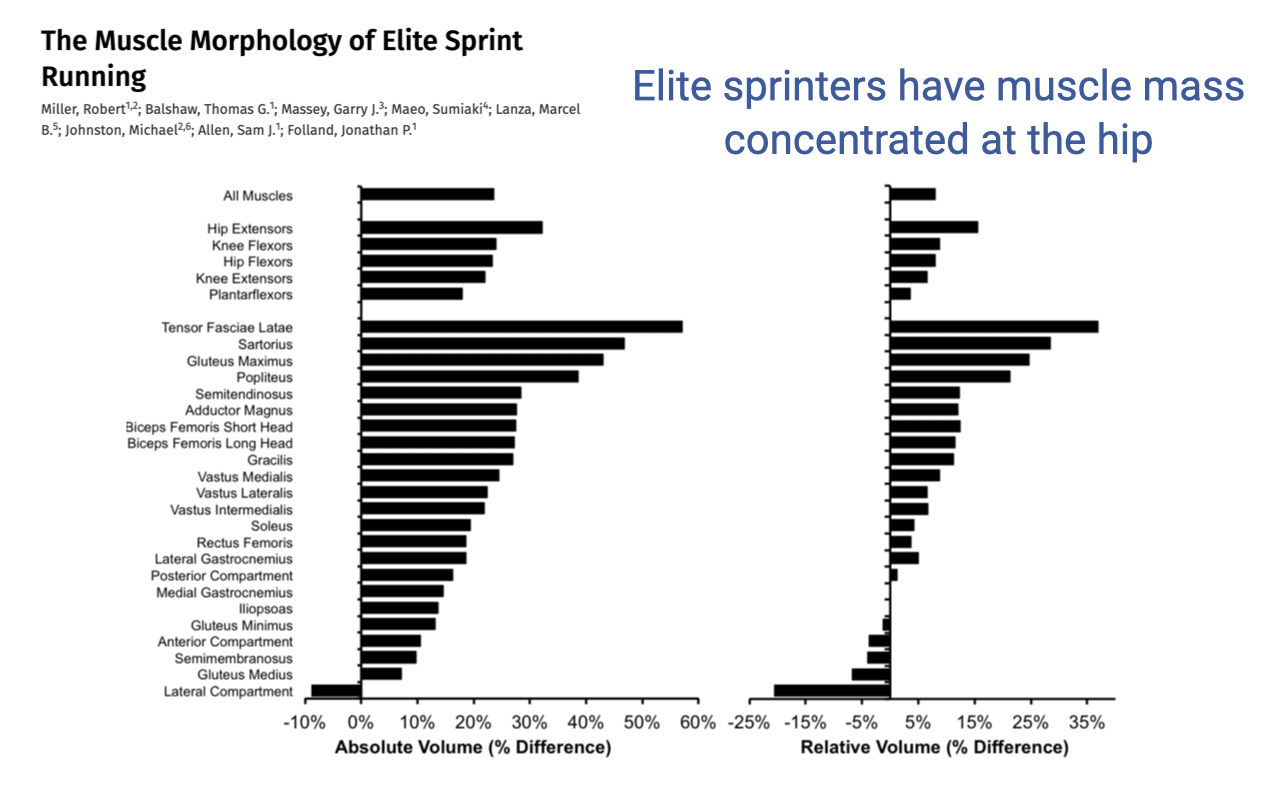 Slide titled "The Muscle Morphology of Elite Sprint Running" with a citation by Miller, Robert; Balshaw, Thomas G.; Massey, Garry J.; Maeo, Sumiaki; Lanza, Marcel B.; Johnston, Michael; Allen, Sam J.; Folland, Jonathan P. To the right, in large blue text: "Elite sprinters have muscle mass concentrated at the hip." Two horizontal bar plots compare elite vs sub-elite sprinters across many lower-limb muscles. Left plot: Absolute volume (% difference) ranging from −10% to +60%. Right plot: Relative volume (% difference) ranging from −25% to +35%. Muscle groups listed top to bottom: All Muscles, Hip Extensors, Knee Flexors, Hip Flexors, Knee Extensors, Plantarflexors, then individual muscles including Tensor Fasciae Latae, Sartorius, Gluteus Maximus, Popliteus, Semitendinosus, Adductor Magnus, Biceps Femoris Short Head, Biceps Femoris Long Head, Gracilis, Vastus Medialis, Vastus Lateralis, Vastus Intermedius, Soleus, Rectus Femoris, Lateral Gastrocnemius, Posterior Compartment, Medial Gastrocnemius, Iliopsoas, Gluteus Minimus, Anterior Compartment, Semimembranosus, Gluteus Medius, Lateral Compartment. The pattern shows elites have higher absolute volume across nearly all muscles (left plot), but the relative-volume comparison (right plot) shows the increase is concentrated in hip extensors and proximal muscles, with several distal muscles (Soleus, Lateral Compartment) showing slightly negative relative differences.