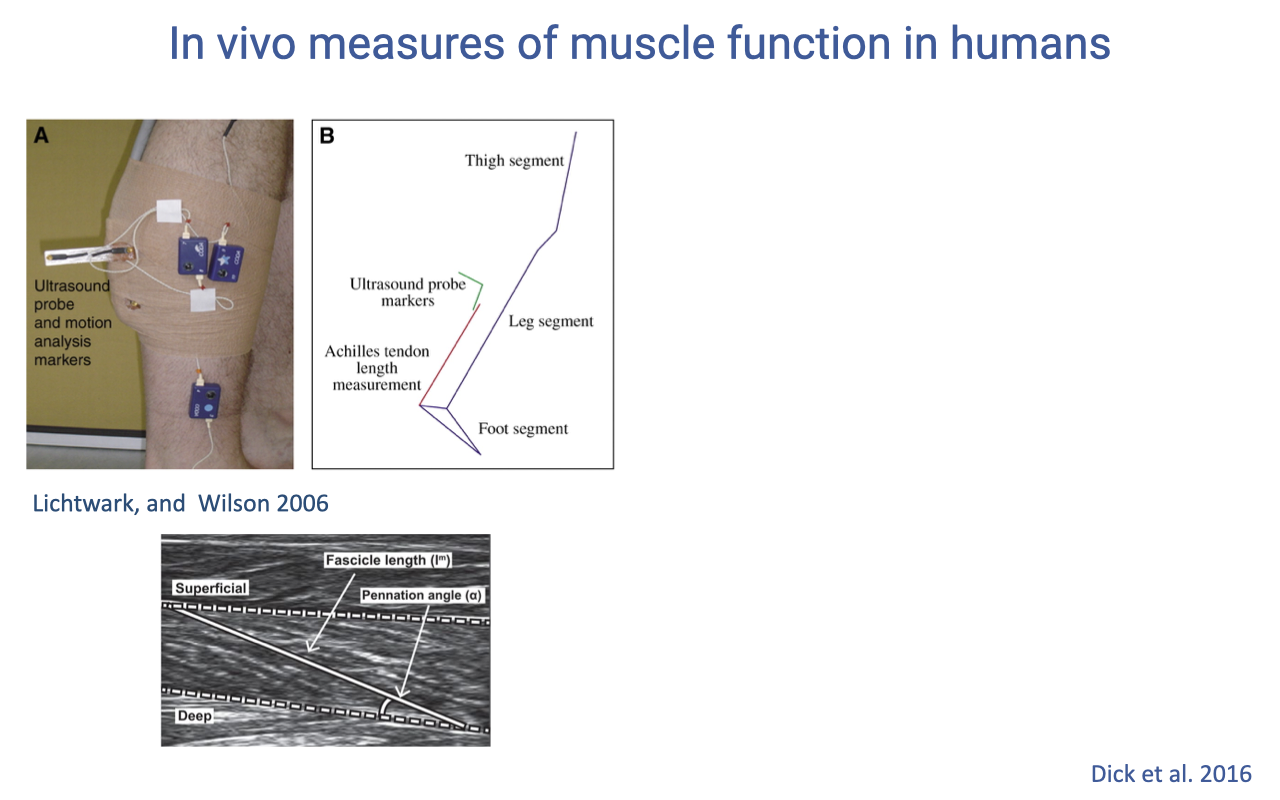 Slide titled "In vivo measures of muscle function in humans" with three panels. Panel A (upper left): a photograph of a participant's lower leg with an ultrasound probe and reflective motion-capture markers attached; labels point to "Ultrasound probe and motion analysis markers." Panel B (upper right): a stick-figure schematic of the leg showing thigh segment, leg segment, and foot segment, with the ultrasound probe markers indicated and a label for "Achilles tendon length measurement" using the foot-segment kinematics. Lower panel: a B-mode ultrasound image of the medial gastrocnemius showing the "Superficial" and "Deep" aponeuroses with diagonal muscle fascicles between them; arrows label "Fascicle length (lᵐ)" along a fascicle and "Pennation angle (α)" between the fascicle and the deep aponeurosis. Citations: "Lichtwark and Wilson 2006" at lower left, "Dick et al. 2016" at lower right.