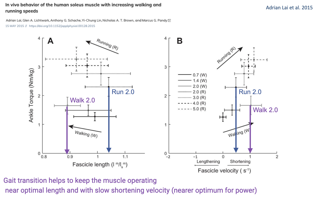 Slide titled "In vivo behavior of the human soleus muscle with increasing walking and running speeds" with citation Adrian Lai, Glen A. Lichtwark, Anthony G. Schache, Yi-Chung Lin, Nicholas A. T. Brown, and Marcus G. Pandy, J. Appl. Physiol., 15 May 2015, https://doi.org/10.1152/japplphysiol.00128.2015. Two panels side by side. Panel A: ankle torque (Nm/kg) vs fascicle length (lᵐ/lₛᵐ) — fascicle length on x from 0.8 to 1.1, ankle torque on y from 0 to ~3.5. A short purple arrow labeled "Walk 2.0" sits at lower left near 0.95 fascicle length and ~1.5 Nm/kg torque; a blue arrow labeled "Run 2.0" sits at upper right near 1.05 fascicle length and ~3 Nm/kg torque; faint additional traces in the upper region are labeled "Running (R)." Curved black arrow connects the walking region to the running region indicating the gait-transition jump in operating point. Panel B: the same axes but with fascicle velocity (s⁻¹) on x from −2 (lengthening) to +2 (shortening) and ankle torque on y. Walking traces sit on the right side (positive shortening velocity); running traces sit at higher torque and slightly slower shortening velocity. Legend lists 0.7 (W), 1.4 (W), 2.0 (W), 2.0 (R), 3.0 (R), 4.0 (R), 5.0 (R) corresponding to walk and run speeds in m/s. Bottom caption in green: "Gait transition helps to keep the muscle operating near optimal length and with slow shortening velocity (nearer optimum for power)."