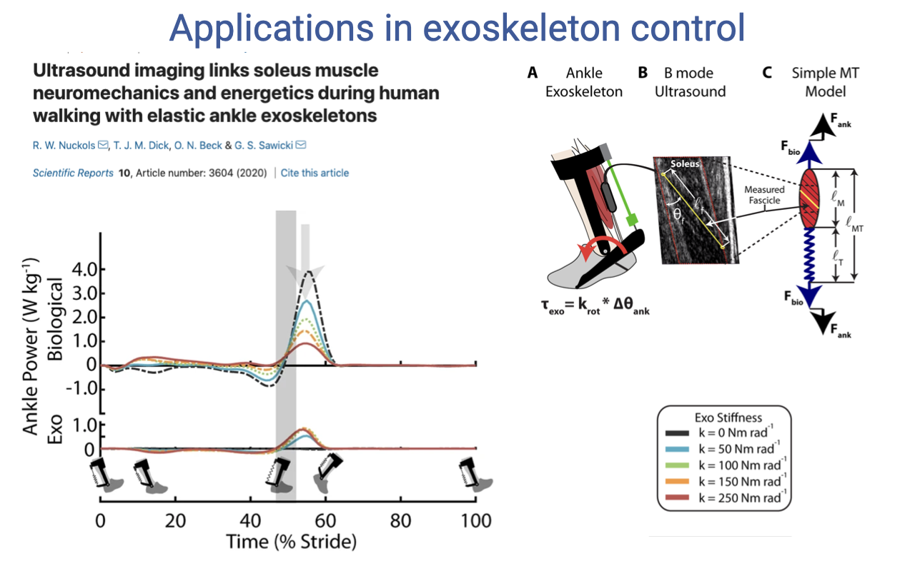 Slide titled "Applications in exoskeleton control" with citation R. W. Nuckols T2, T. J. M. Dick, O. N. Beck and D. S. Sawicki, Scientific Reports 10, Article number 3604 (2020). Top-left panel: a small line plot showing ankle power (W kg⁻¹) over % of stride at 0–100 for "Bio" (biological) and "Exo" conditions, with shaded uncertainty regions; the exoskeleton condition modifies the timing and magnitude of ankle power across the stride. Right side: three small inset images labeled (A) Ankle Exoskeleton — a photograph or rendering of a person wearing the device on the lower leg; (B) B mode Ultrasound — a B-mode ultrasound clip showing the medial gastrocnemius fascicles; (C) Simple MT Model — a schematic showing a muscle (red) and tendon (gray) in series with arrows indicating force and length conventions and the equation snippet for force balance.