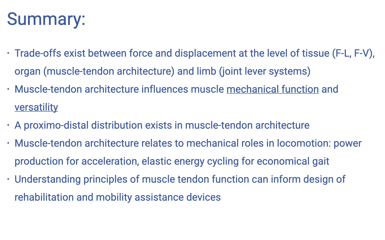 Slide titled "Summary:" with five bullet points in dark blue text on a white background. Bullet 1: Trade-offs exist between force and displacement at the level of tissue (F-L, F-V), organ (muscle-tendon architecture), and limb (joint lever systems). Bullet 2: Muscle-tendon architecture influences muscle mechanical function and versatility (with "mechanical function" and "versatility" underlined). Bullet 3: A proximo-distal distribution exists in muscle-tendon architecture. Bullet 4: Muscle-tendon architecture relates to mechanical roles in locomotion: power production for acceleration, elastic energy cycling for economical gait. Bullet 5: Understanding principles of muscle tendon function can inform design of rehabilitation and mobility assistance devices.