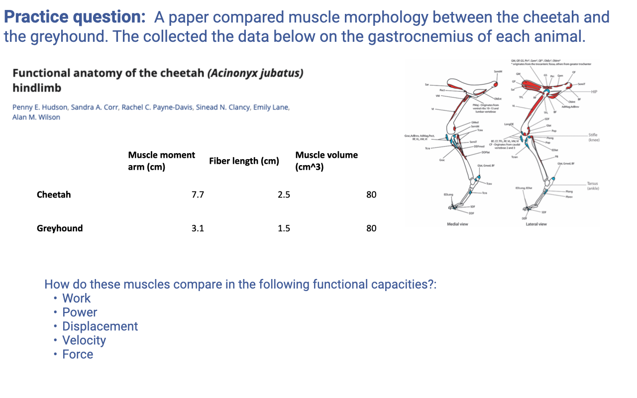 Slide titled "Practice question: A paper compared muscle morphology between the cheetah and the greyhound. The collected the data below on the gastrocnemius of each animal." Heading on the left: "Functional anatomy of the cheetah (Acinonyx jubatus) hindlimb" with citation Penny E. Hudson, Sandra A. Corr, Rachel C. Payne-Davis, Sinead N. Clancy, Emily Lane, Alan M. Wilson. A two-row data table compares Cheetah and Greyhound gastrocnemius morphology: Cheetah — moment arm 7.7 cm, fiber length 2.5 cm, muscle volume 80 cm³. Greyhound — moment arm 3.1 cm, fiber length 1.5 cm, muscle volume 80 cm³. Right side: an anatomical schematic of the cheetah hindlimb with muscles highlighted in red and various measurements labeled, accompanied by a "Medial view" and "Lateral view" annotation. Below the table: "How do these muscles compare in the following functional capacities?: Work, Power, Displacement, Velocity, Force."