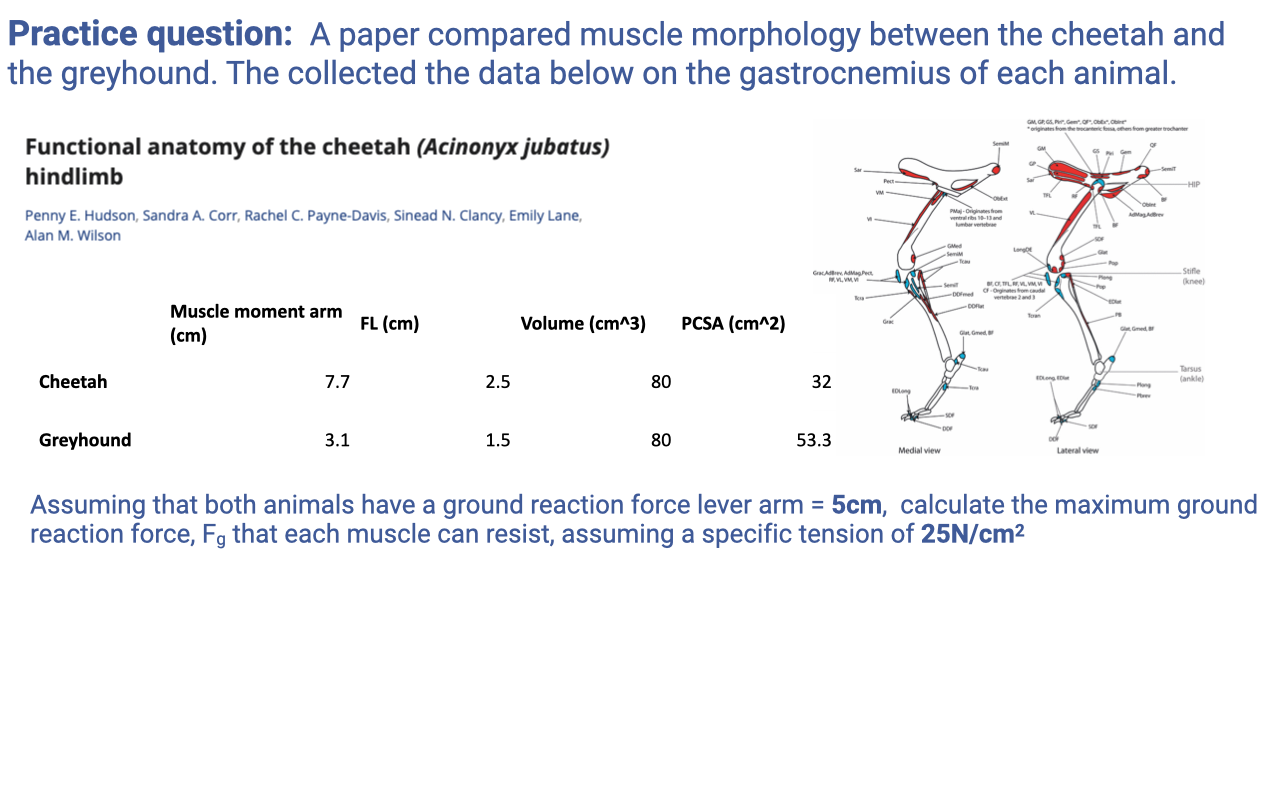 Slide titled "Practice question: A paper compared muscle morphology between the cheetah and the greyhound. The collected the data below on the gastrocnemius of each animal." Same heading and citation as Slide 16. Updated data table now includes a fourth column "PCSA (cm²)" — Cheetah 32, Greyhound 53.3. The other columns (moment arm, FL, volume) are unchanged. Below the table: "Assuming that both animals have a ground reaction force lever arm = 5 cm, calculate the maximum ground reaction force, F_g, that each muscle can resist, assuming a specific tension of 25 N/cm²."