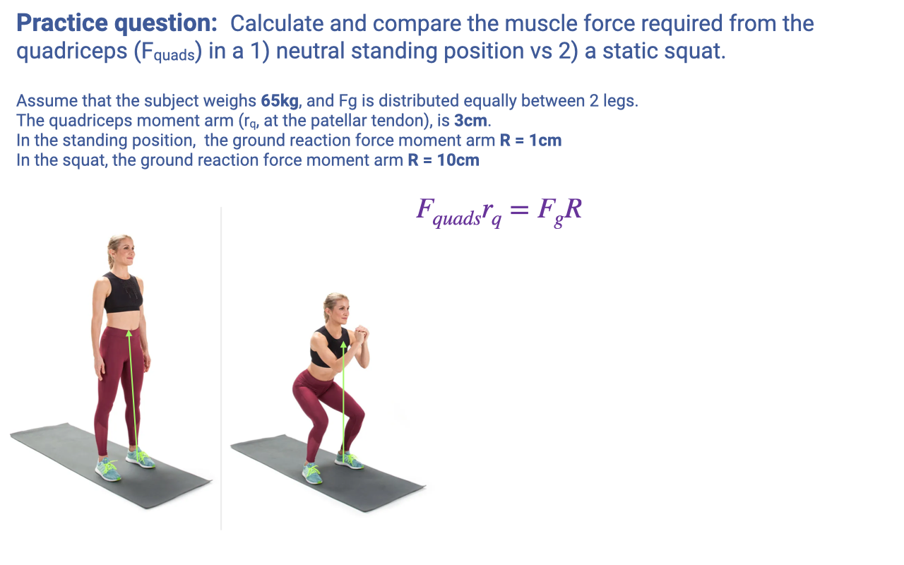 Slide titled "Practice question: Calculate and compare the muscle force required from the quadriceps (F_quads) in a 1) neutral standing position vs 2) a static squat." Body of the slide: "Assume that the subject weighs 65 kg, and Fg is distributed equally between 2 legs. The quadriceps moment arm (r_q), at the patellar tendon, is 3 cm. In the standing position, the ground reaction force moment arm R = 1 cm. In the squat, the ground reaction force moment arm R = 10 cm." The lever-system equation $F_{quads} \cdot r_q = F_g \cdot R$ is shown in purple. Two photographs at the bottom show a young woman first in a neutral standing position (left) and then in a deep static squat with knees flexed and hips lowered (right), wearing red leggings and a black sports top.