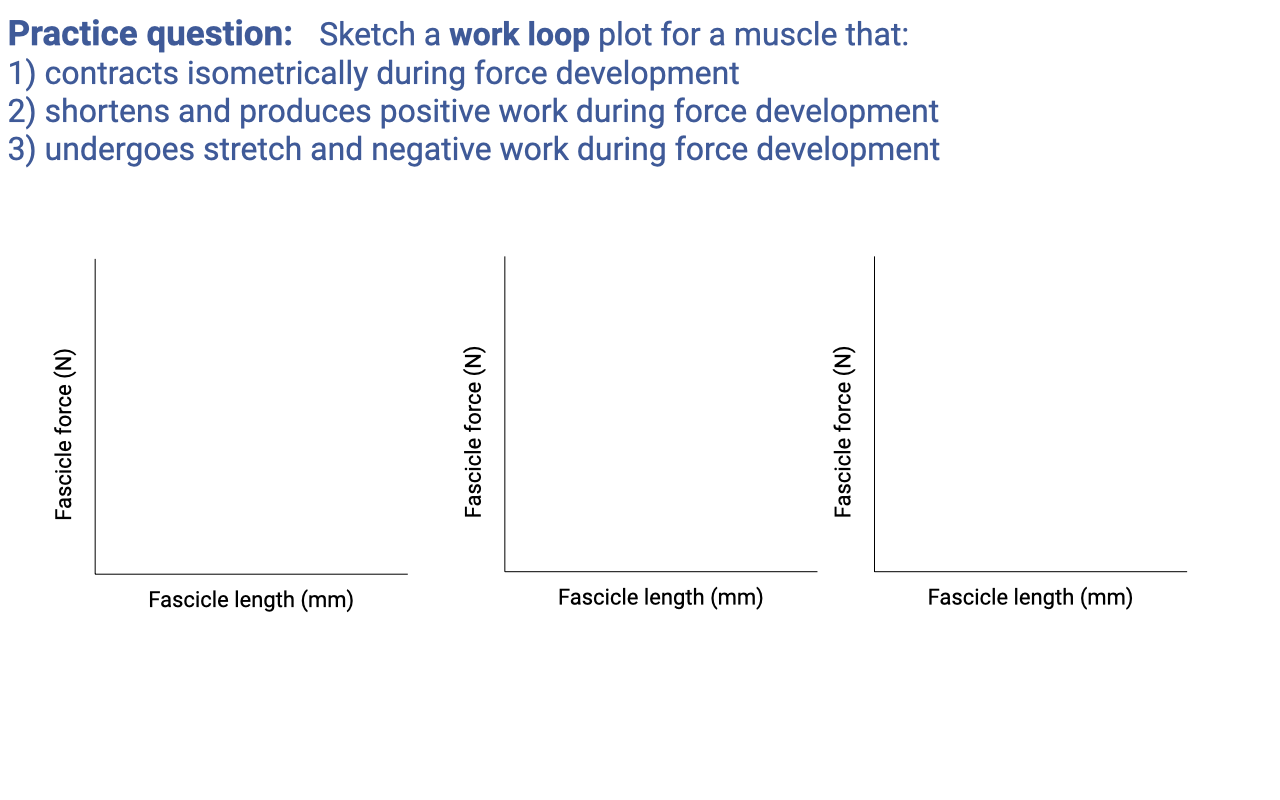Slide titled "Practice question: Sketch a work loop plot for a muscle that:" with three numbered conditions listed in dark blue: (1) contracts isometrically during force development, (2) shortens and produces positive work during force development, (3) undergoes stretch and negative work during force development. Below, three blank graph axes are arranged side by side; each has "Fascicle force (N)" on the y-axis and "Fascicle length (mm)" on the x-axis. Students are expected to sketch the appropriate work-loop shape on each pair of axes.